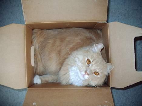 Maine Coon Totte - living in a box.. billede 2