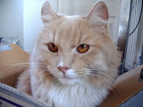 Maine Coon Totte - der er han bare nuttet billede 3