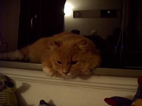 Maine Coon Totte - hygge i vinduet billede 4