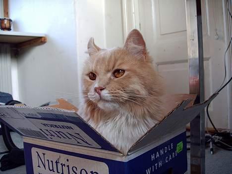 Maine Coon Totte - kassemis billede 5