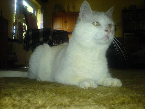 Huskat Mougli - hvor er de henne?? billede 1