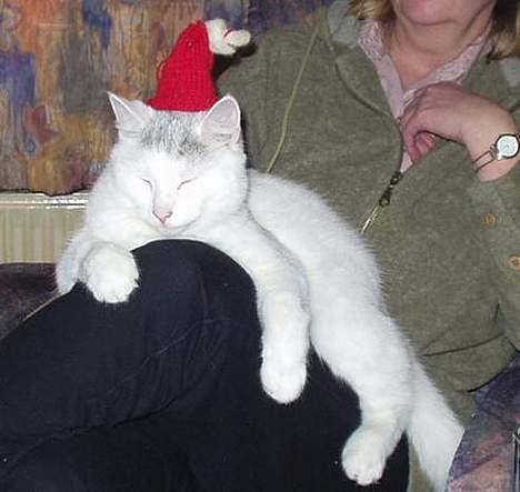 Huskat Mougli - her sidder jeg godt billede 2