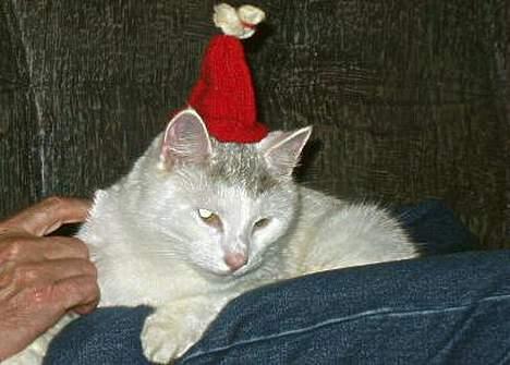 Huskat Mougli - mor og far kan godt lide at give mig nissehue på... billede 3