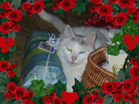 Huskat Mougli - ahh her ligger jeg godt mellem alle julegaverne... billede 4