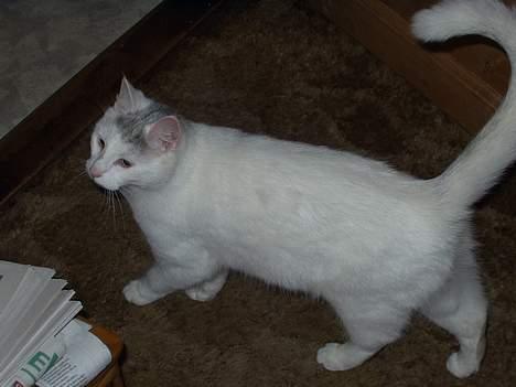 Huskat Mougli - er det mon noget spiseligt på bordet?? billede 5