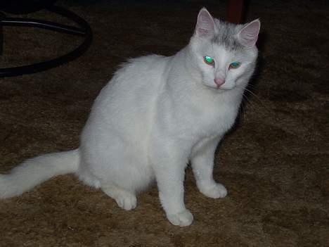 Huskat Mougli - se er jeg ikke dejlig... billede 6