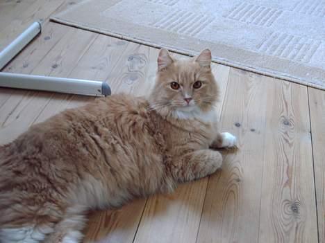 Maine Coon Totte - store dreng på gulvet billede 6