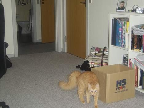 Norsk Skovkat Tilde billede 2