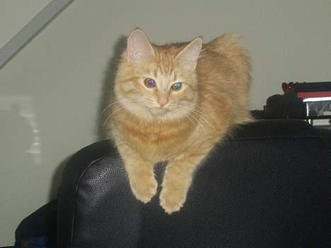 Norsk Skovkat Tilde billede 3