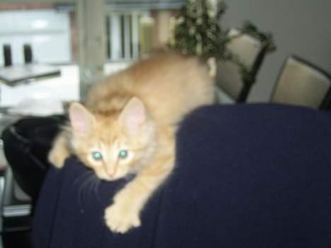 Norsk Skovkat Tilde billede 4