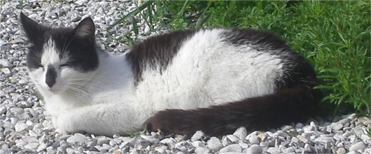 Huskat Hårbolle billede 7