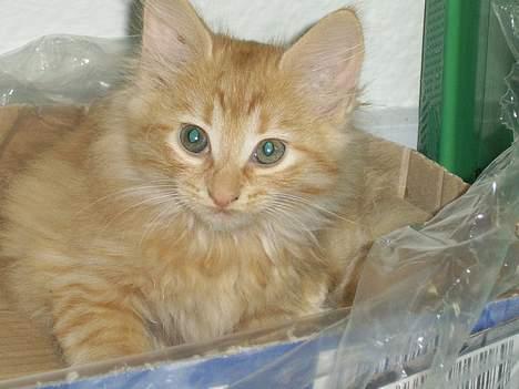 Norsk Skovkat Tilde billede 5