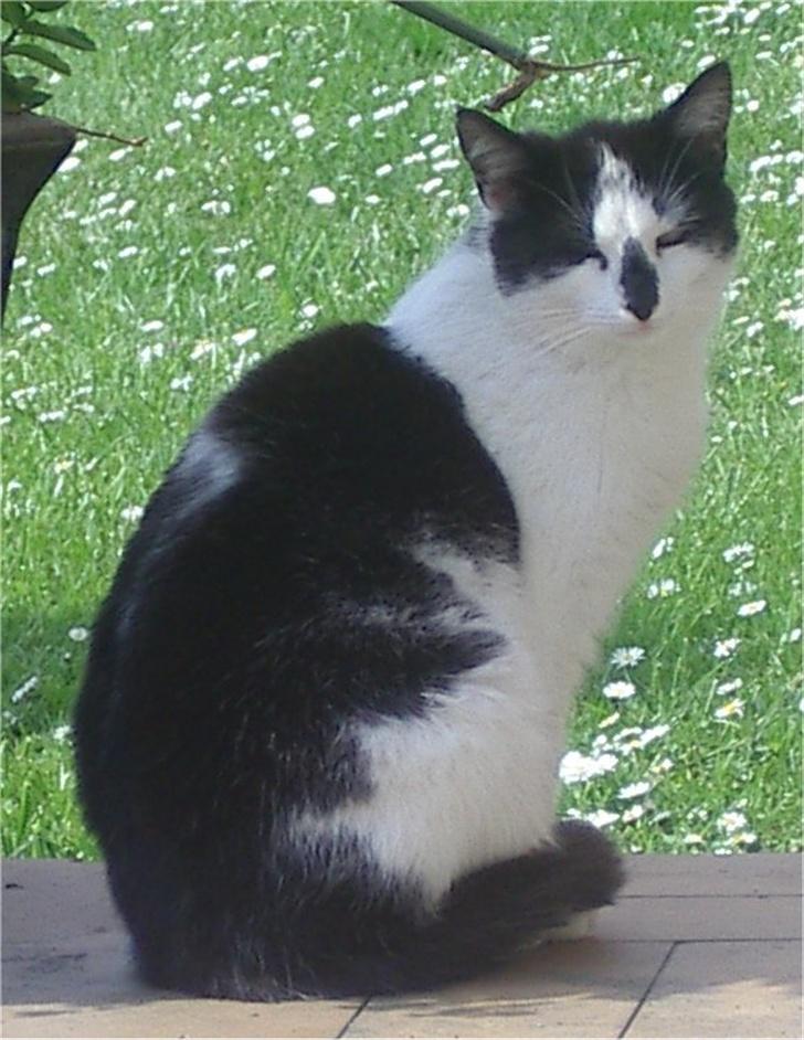 Huskat Hårbolle - Her sidder vi lidt i skyggen :) Det er også alt for varmt ude i solen... billede 8