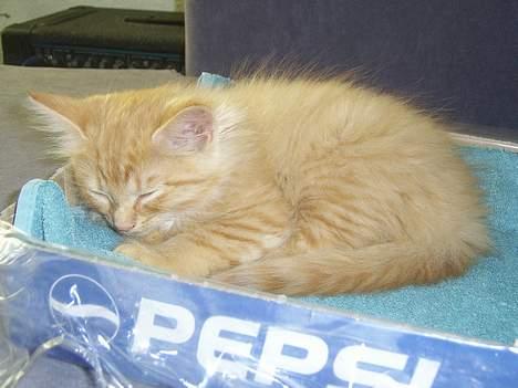 Norsk Skovkat Tilde billede 6