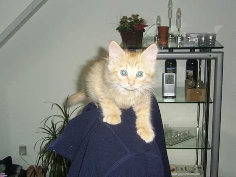 Norsk Skovkat Tilde billede 7