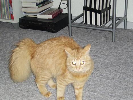 Norsk Skovkat Tilde billede 8