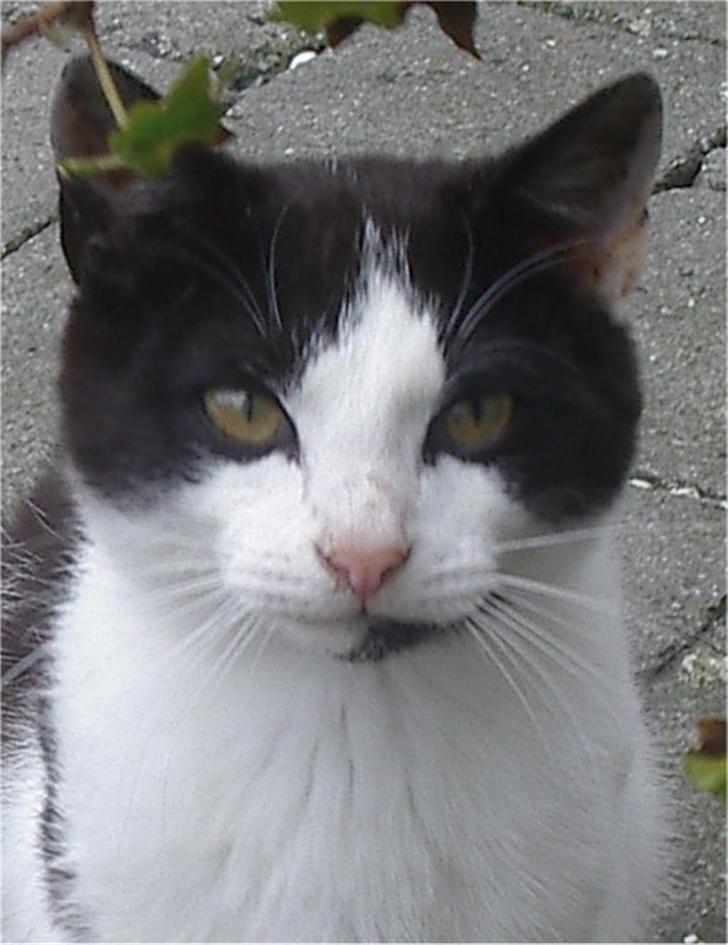 Huskat Plet - Velkommen til Plets profil :) billede 1