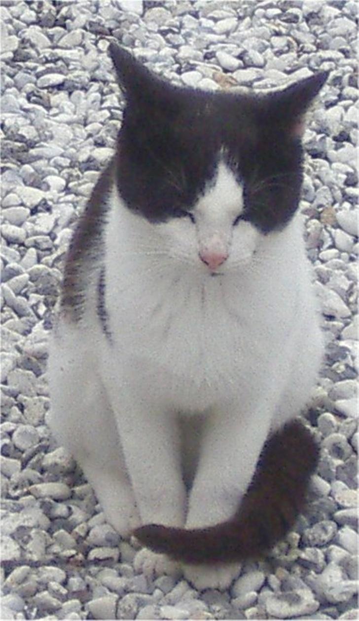 Huskat Plet billede 2