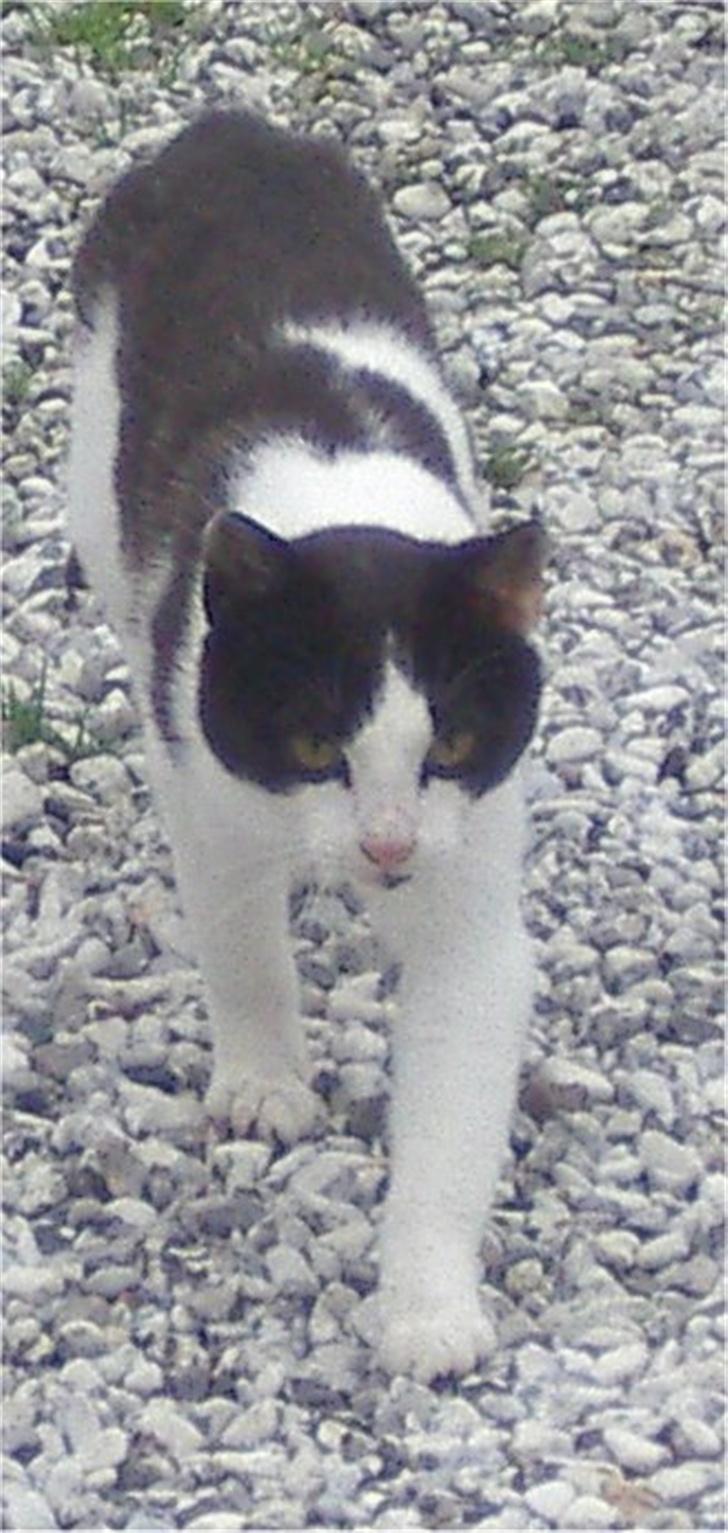 Huskat Plet billede 3