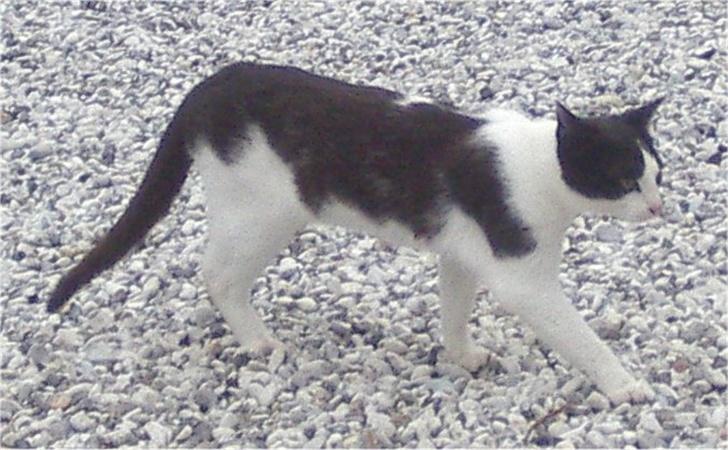 Huskat Plet - Hmmmm... hvor mon vi er på vej hen? billede 4