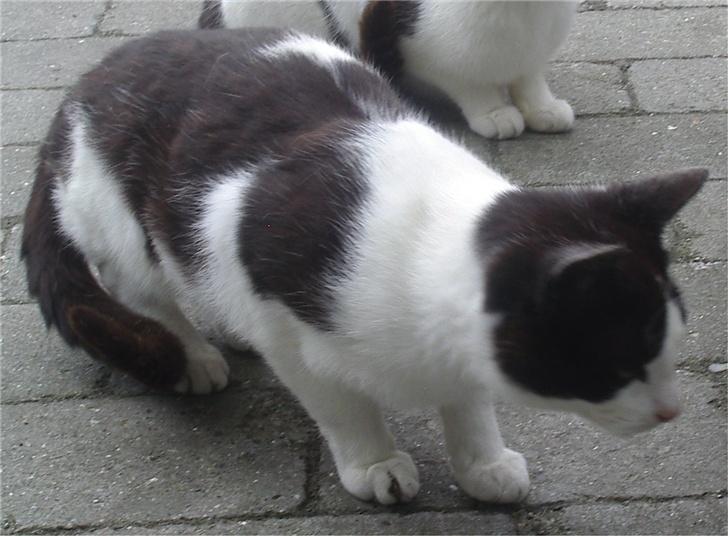 Huskat Plet billede 5