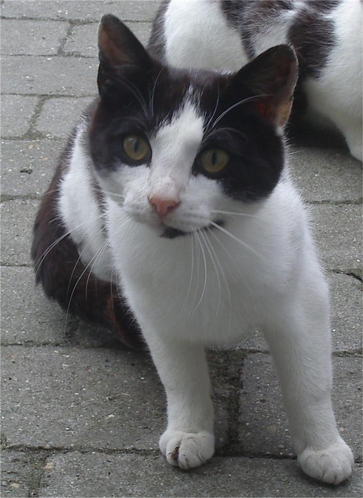 Huskat Plet - Lidt skæv er man vel altid... billede 6