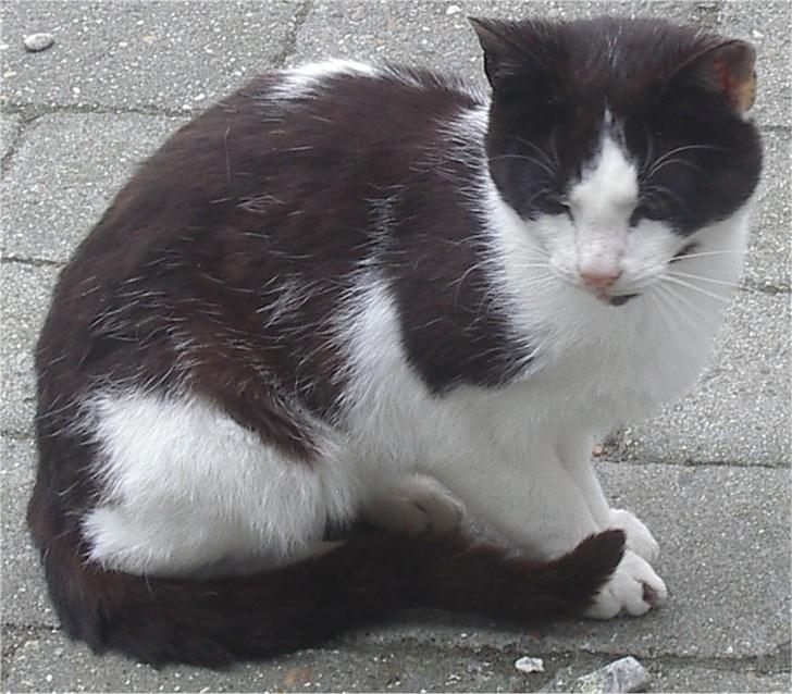 Huskat Plet billede 7