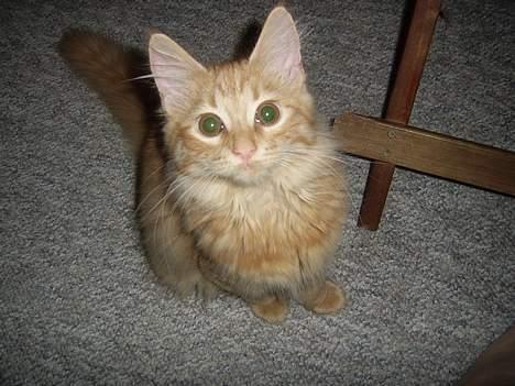 Norsk Skovkat Tilde billede 9