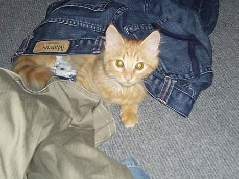 Norsk Skovkat Tilde billede 10