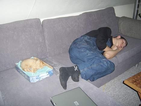 Norsk Skovkat Tilde billede 11