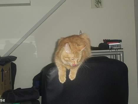 Norsk Skovkat Tilde billede 12