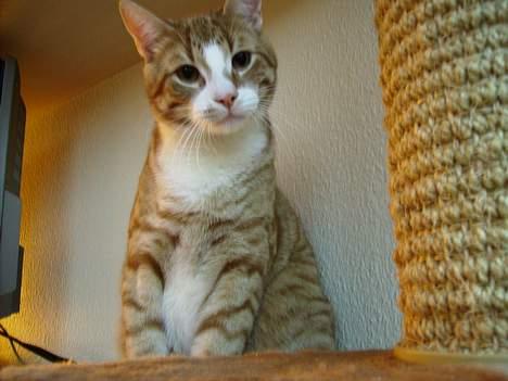 Huskat Tumle billede 1