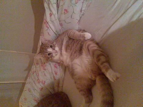 Huskat Tumle - You talking to me?! billede 2