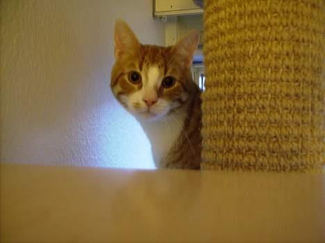 Huskat Tumle billede 3