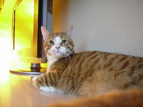 Huskat Tumle billede 4