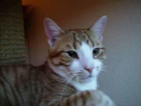 Huskat Tiger billede 1