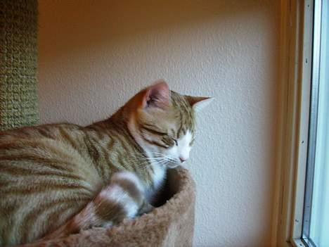 Huskat Tiger billede 2