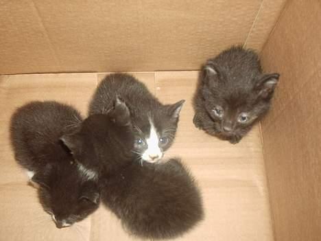 Huskat Mis - mis og hans 4 små søskende, der desværre døde. billede 17