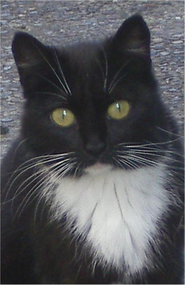 Huskat Baronesse - Velkommen til Baronesses profil :) billede 1