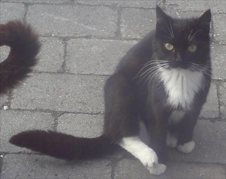 Huskat Baronesse billede 2