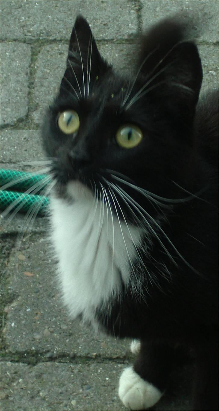 Huskat Baronesse billede 3