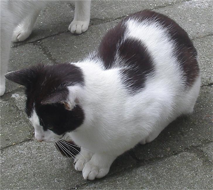 Huskat Plet - Undskyld! Det var dumt af mig.... billede 8