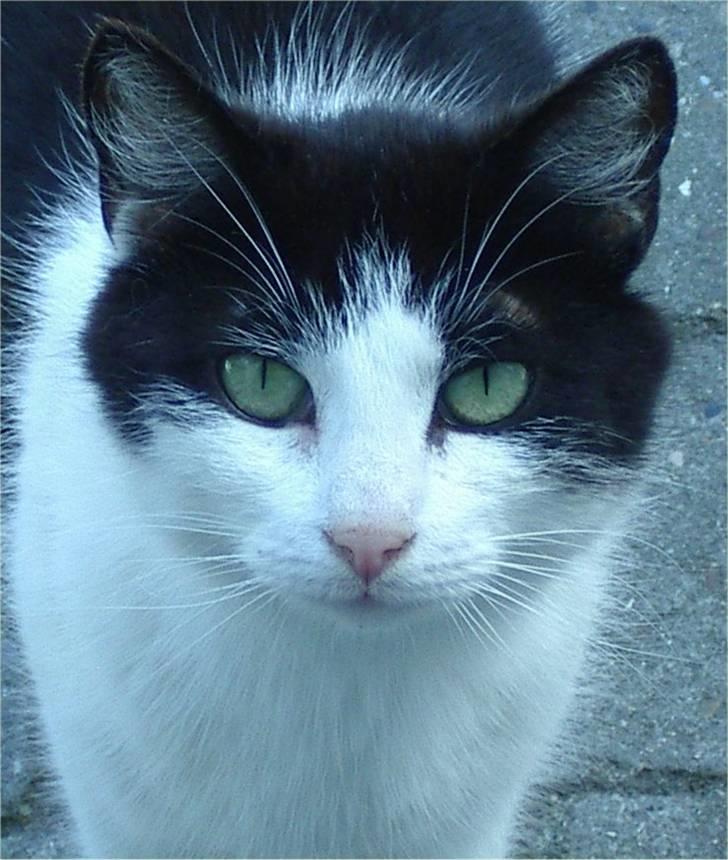 Huskat Kandis - Velkommen til Kandis´s profil :) billede 1