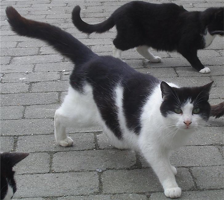 Huskat Kandis billede 2