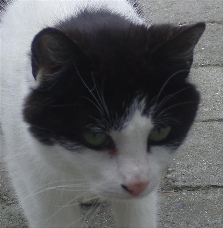 Huskat Kandis billede 3