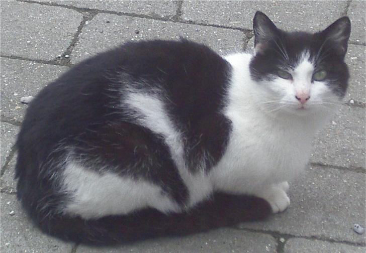 Huskat Kandis - Hmmm... Man kan altid se på Kandis når hun er lidt mistænksom... billede 4