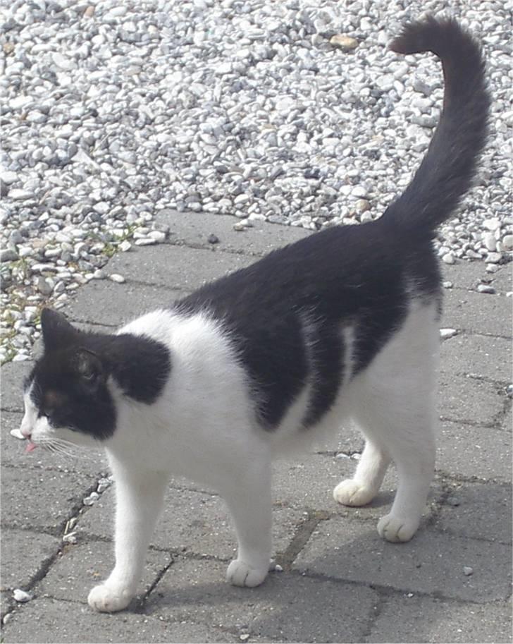 Huskat Kandis billede 5