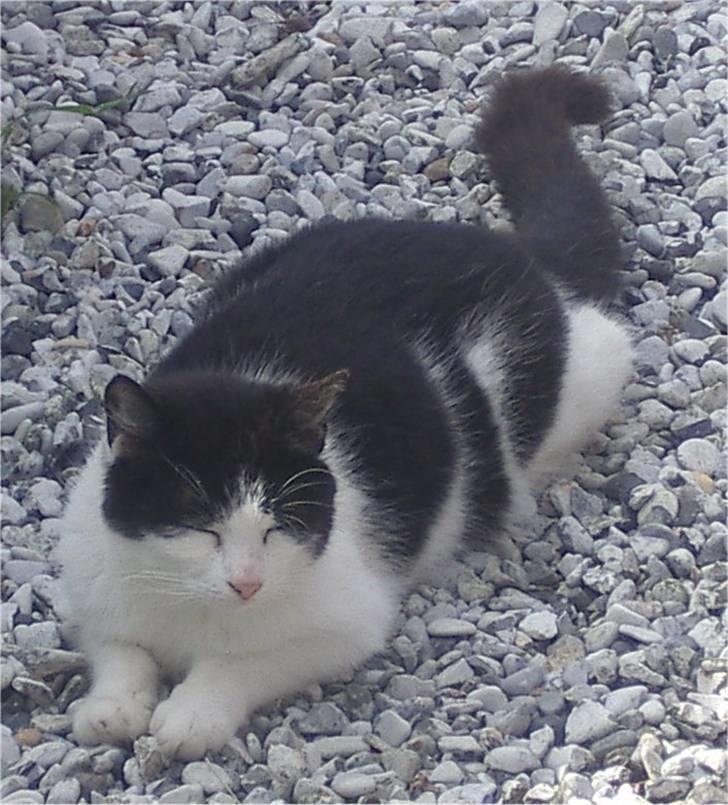 Huskat Kandis billede 6