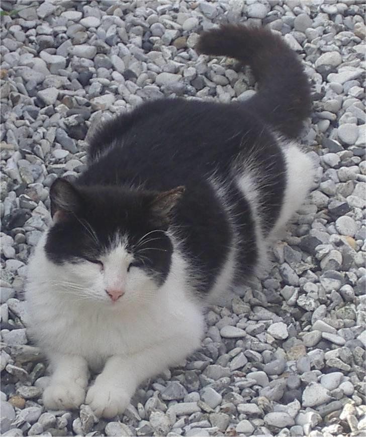 Huskat Kandis billede 7