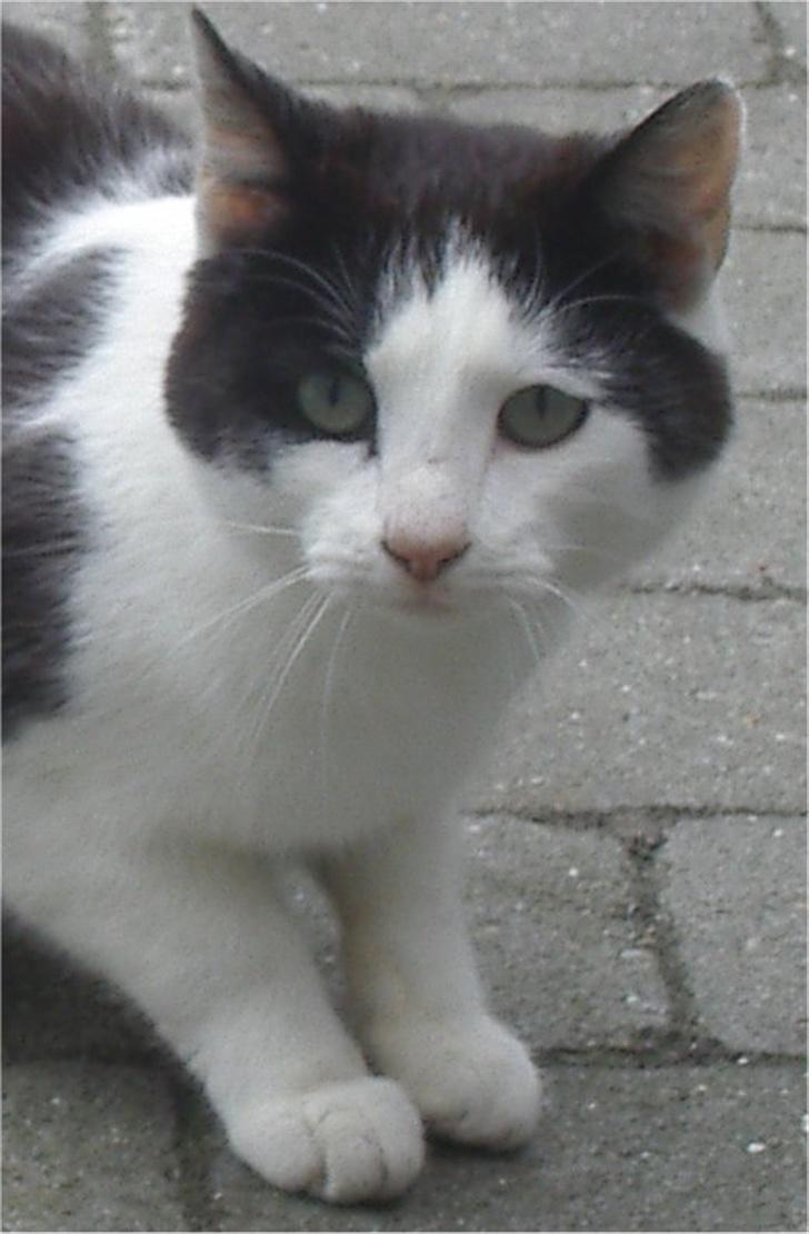 Huskat Pjevs - Velkommen til Pjevs´s profil :) billede 1